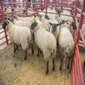 First prize Suffolks